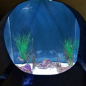 Columbus Zoo - Seahorses