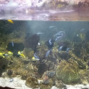 IDs? Columbus Zoo - Aquarium