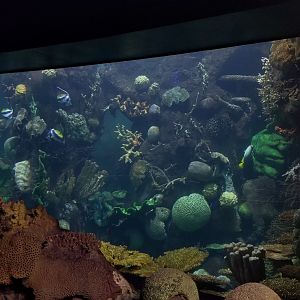 Columbus Zoo - Corner of large tank