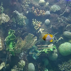 ID? Columbus Zoo - Large tank