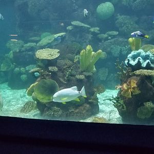 Columbus Zoo - Corner of large tank