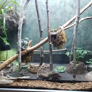 Columbus Zoo - Herp building - Leaf-tailed geckos, northern spider tortoise