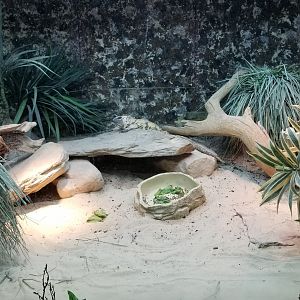 Columbus Zoo - Herp building - San Esteban chuckwalla