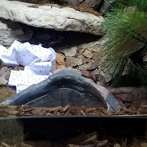Columbus Zoo - Herp building - Northern copperhead