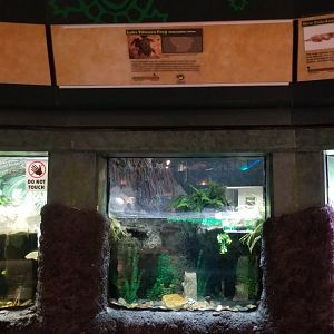 Columbus Zoo - Herp building - Example of turtle and frog area tanks (Lake Titicaca frog)