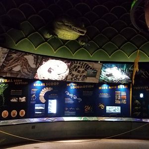 Columbus Zoo - Herp building - Roped off turtle area