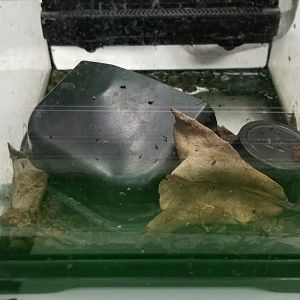 Columbus Zoo - Herp building - Unsigned frog (Anthony's?)