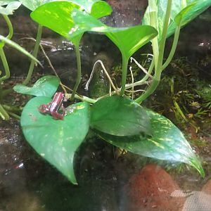 Columbus Zoo - Herp building - Anthony's poison arrow frog