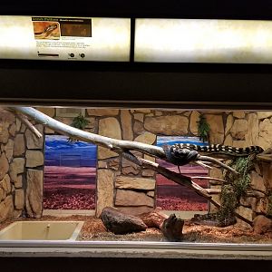 Columbus Zoo - Herp building - Scrub pythons