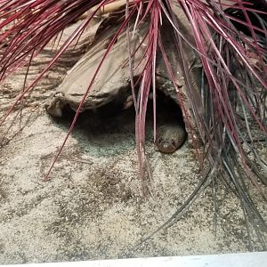Columbus Zoo - Herp building - Red spitting cobra