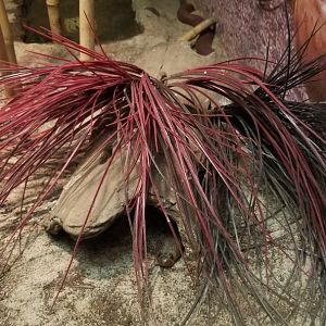 Columbus Zoo - Herp building - Red spitting cobra
