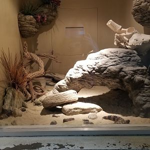 Columbus Zoo - Herp building - Gila monster, desert rosy boa