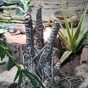 Columbus Zoo - Herp building - Blue iguana, spiny-tailed iguana