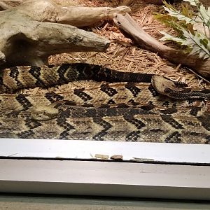 Columbus Zoo - Herp building - Canebrake rattlesnakes