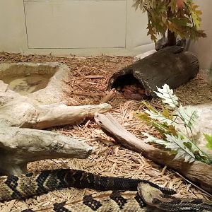 Columbus Zoo - Herp building - Canebrakes, corn snakes