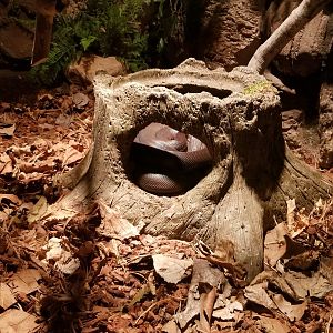 Columbus Zoo - Herp building - Savu python