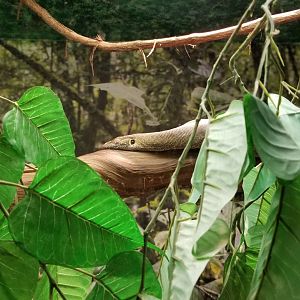 Columbus Zoo - Herp building - Merten's water monitor