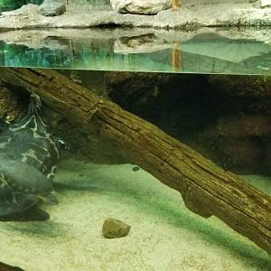 Columbus Zoo - Herp building - Turtles