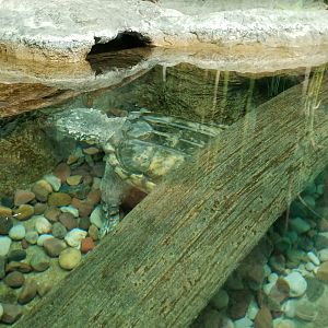 Columbus Zoo - Herp building - Snapping turtle