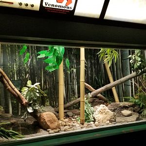 Columbus Zoo - Herp building - King cobra