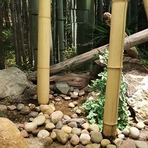 Columbus Zoo - Herp building - King cobra