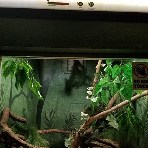 Columbus Zoo - Herp building - Madagascar giant hog-nosed snake