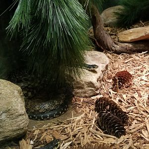 Columbus Zoo - Herp building - Madagascar giant hog-nosed snake
