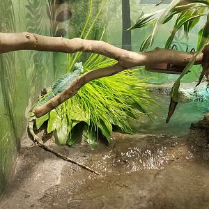 Columbus Zoo - Herp building - Green basilisk, Coahuilan box turtle