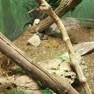 Columbus Zoo - Herp building - Carpet python, children's python