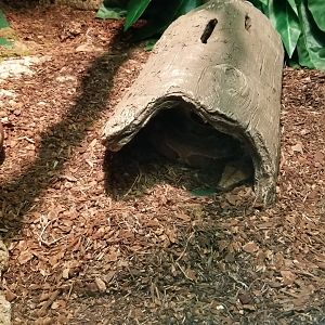 Columbus Zoo - Herp building - Blood python