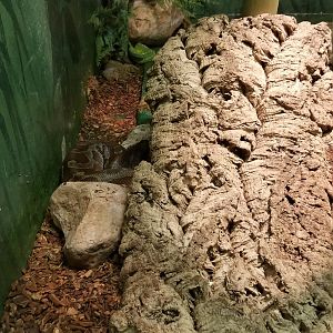 Columbus Zoo - Herp building - Blood python, green tree python