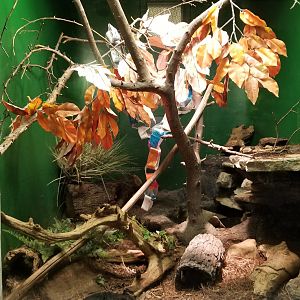 Columbus Zoo - Herp building - Timber rattlesnakes