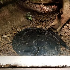 Columbus Zoo - Herp building - Timber rattlesnake