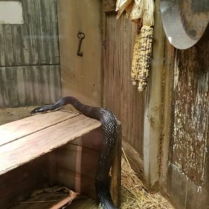 Columbus Zoo - Herp building - Black ratsnakes (3)