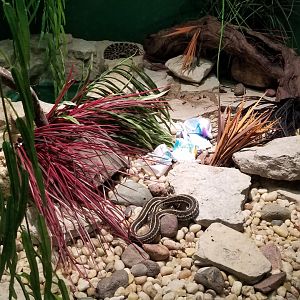Columbus Zoo - Herp building - Plains garter snake, Eastern massasauga