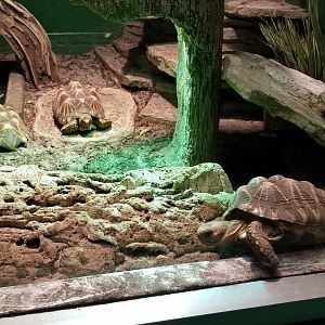 Columbus Zoo - Herp building - Burmese star tortoises