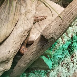Columbus Zoo - Herp building - Kenyan sand boa