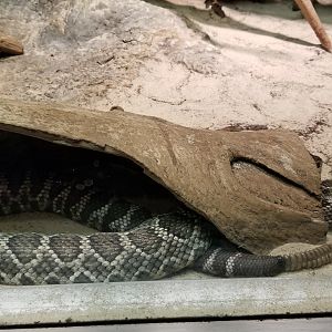 Columbus Zoo - Herp building - Southern pacific rattlesnake
