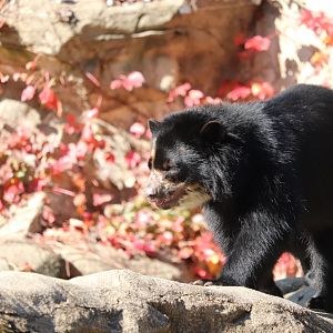 National Zoo - Andean Bear