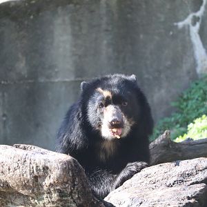 National Zoo - Andean Bear