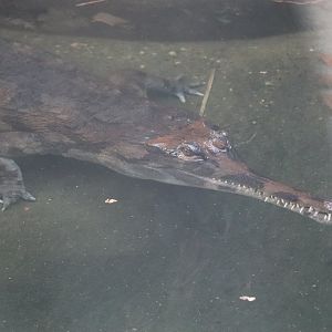 Reptile Discovery Center - Tomistoma - Pip