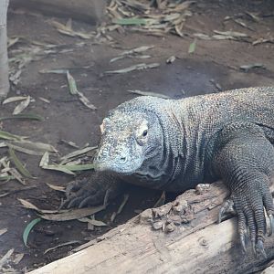 Reptile Discovery Center - Komodo Dragon - Murphy