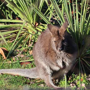 Small Mammal House - Bennett's Wallaby