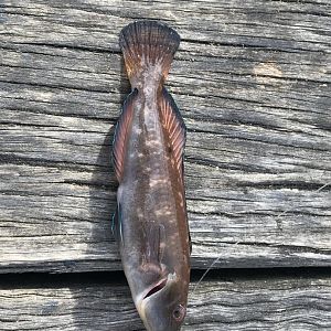 Little Weed Whiting (Neoodax balteatus)