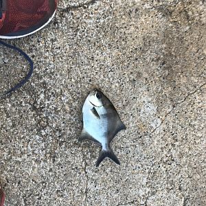 Sea Sweep (Scorpis aequipinnis)