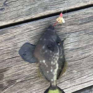 Blue Lined Leatherjacket (Meuschenia galii)