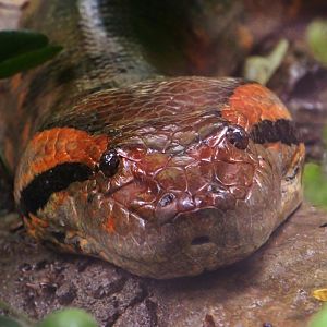 Wild Amazonia - Green Anaconda