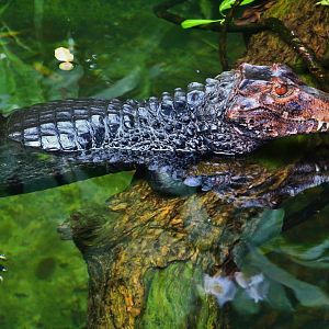 Wild Amazonia - Cuvier's Dwarf Caiman