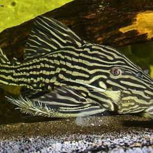 Amazon Flooded Forest - Royal Pleco (Panaque armbrusteri)