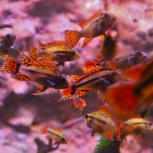 Amazon Flooded Forest - Cockatoo Cichlids (Apistogramma cacatuoides)